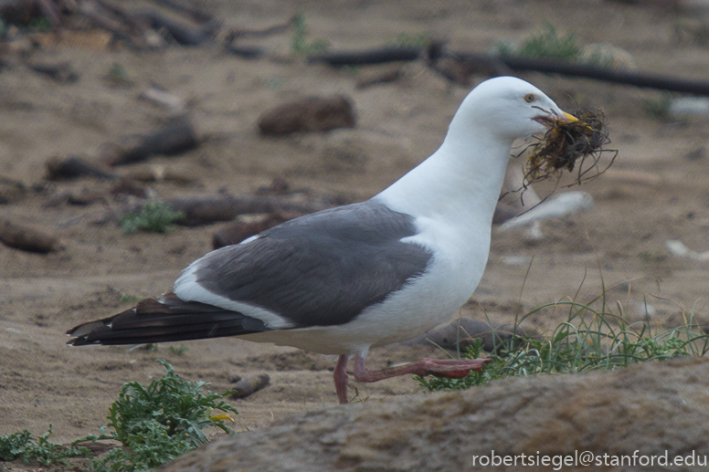 gull with a mouthful